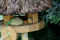 voegel-im-garten-2012-rotkehlchen-020