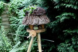 voegel-im-garten-2012-rotkehlchen-027