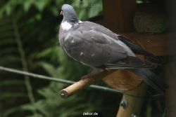 voegel-im-garten-2012-tauben-004