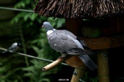 voegel-im-garten-2012-tauben-006