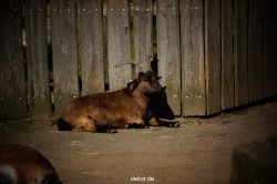 zoo-bochum-zoo-2015-03-11-013
