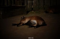 zoo-bochum-zoo-2015-03-11-014