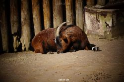zoo-bochum-zoo-2015-03-11-015