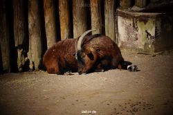 zoo-bochum-zoo-2015-03-11-016