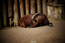 zoo-bochum-zoo-2015-03-11-018