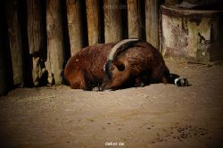 zoo-bochum-zoo-2015-03-11-019