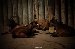 zoo-bochum-zoo-2015-03-11-021