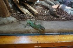 zoo-bochum-zoo-2015-03-11-025