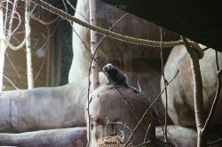 zoo-bochum-zoo-2015-03-11-032