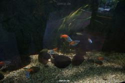 zoo-bochum-zoo-2015-03-11-040