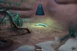 zoo-bochum-zoo-2015-03-11-043