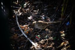zoo-bochum-zoo-2015-03-11-048