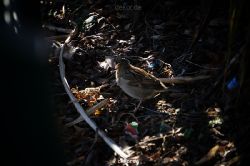 zoo-bochum-zoo-2015-03-11-049