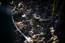 zoo-bochum-zoo-2015-03-11-050