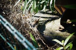 zoo-bochum-zoo-2015-03-11-052