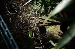 zoo-bochum-zoo-2015-03-11-053