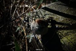 zoo-bochum-zoo-2015-03-11-054