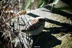zoo-bochum-zoo-2015-03-11-055