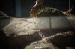 zoo-bochum-zoo-2015-03-11-063