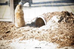 zoo-bochum-zoo-2015-03-11-065
