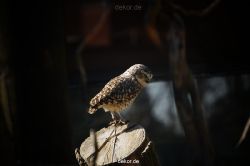 zoo-bochum-zoo-2015-03-11-066