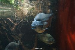zoo-bochum-zoo-2015-03-11-068