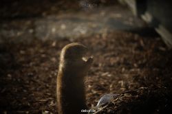 zoo-bochum-zoo-2015-03-11-071