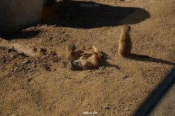 zoo-bochum-zoo-2015-03-11-074