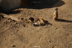 zoo-bochum-zoo-2015-03-11-076