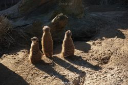zoo-bochum-zoo-2015-03-11-078