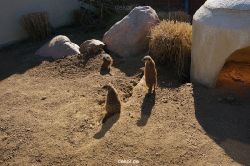 zoo-bochum-zoo-2015-03-11-079