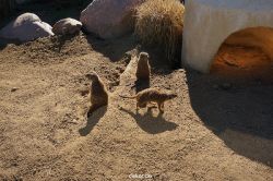 zoo-bochum-zoo-2015-03-11-080