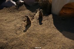 zoo-bochum-zoo-2015-03-11-081