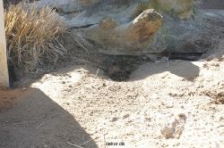 zoo-bochum-zoo-2015-03-11-082