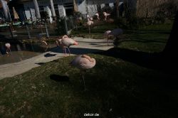 zoo-bochum-zoo-2015-03-11-086