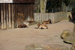 zoo-bochum-zoo-2015-03-11-091