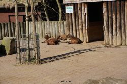 zoo-bochum-zoo-2015-03-11-092