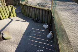 zoo-bochum-zoo-2015-03-11-094