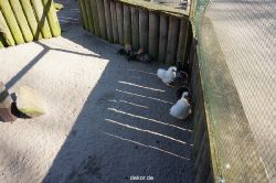 zoo-bochum-zoo-2015-03-11-095
