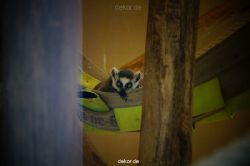 zoo-bochum-zoo-2015-03-11-101