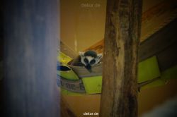 zoo-bochum-zoo-2015-03-11-102