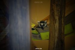 zoo-bochum-zoo-2015-03-11-103