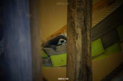 zoo-bochum-zoo-2015-03-11-104