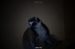 zoo-bochum-zoo-2015-03-11-107