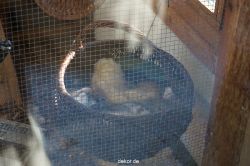 zoo-bochum-zoo-2015-03-11-108