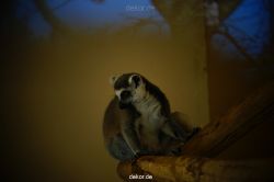 zoo-bochum-zoo-2015-03-11-109