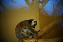 zoo-bochum-zoo-2015-03-11-110