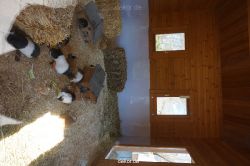 zoo-bochum-zoo-2015-03-11-115