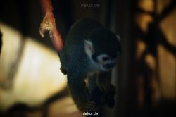 zoo-bochum-zoo-2015-03-11-117