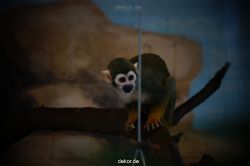 zoo-bochum-zoo-2015-03-11-118